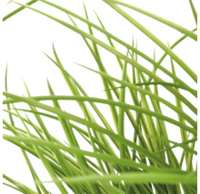 Detailopname van lange groene grasprieten van kunststof voor decoratie of tuin.