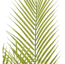 Close-up van een groen palmblad met smalle, puntige bladeren.