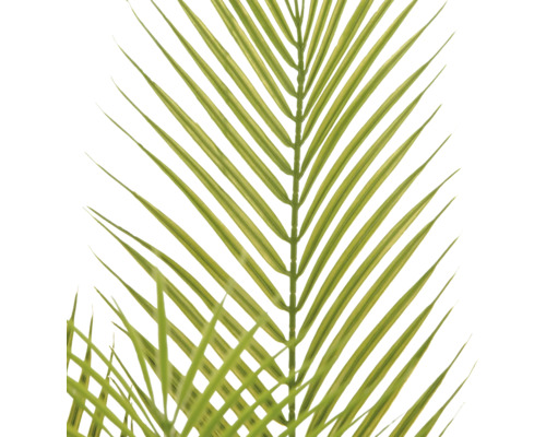Close-up van een groen palmblad met smalle, puntige bladeren.