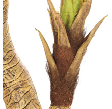 Detailopname van een palmboomstam met een vezelige structuur en opkomende groene bladvoeten.