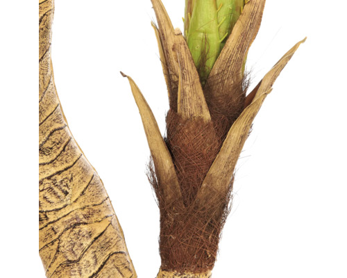 Detailopname van een palmboomstam met een vezelige structuur en opkomende groene bladvoeten.