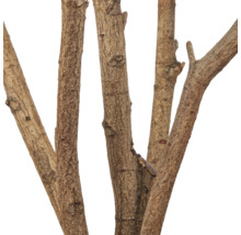 Close-up van meerdere natuurlijke decoratieve houten takken met ruwe bast.
