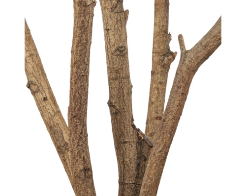 Close-up van meerdere natuurlijke decoratieve houten takken met ruwe bast.
