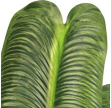 Detailweergave van een groot, geribbeld groen blad van een kamerplant met een duidelijke oppervlaktestructuur.