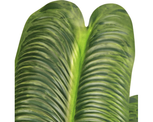 Detailweergave van een groot, geribbeld groen blad van een kamerplant met een duidelijke oppervlaktestructuur.