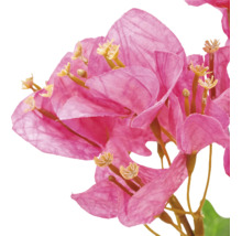 Detailopname van een kunstmatige Bougainvillea met fijn gestructureerde bloemblaadjes en meeldraden.