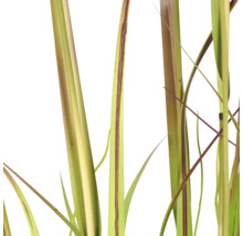 Detailopname van lange, smalle bladeren van een sierplant met roodachtige lengtestrepen.