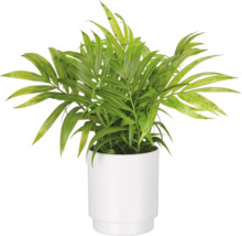 Mexicaanse dwergpalm Chamaedorea elegans in een witte keramische pot.