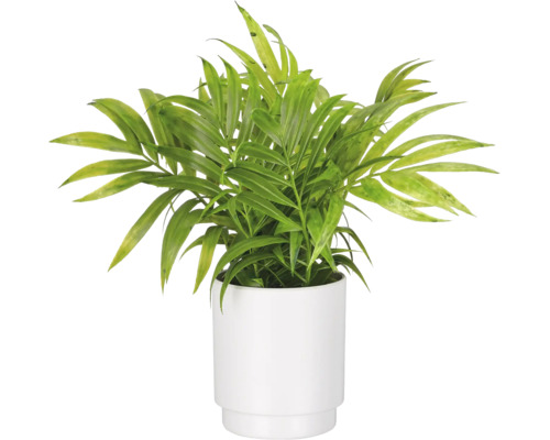 Mexicaanse dwergpalm Chamaedorea elegans in een witte keramische pot.