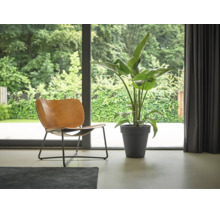 Modern licht interieur met een grote groene plant in een donkergrijze pot en een bruine lederen stoel voor een glazen pui met uitzicht op de tuin.