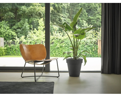 Modern licht interieur met een grote groene plant in een donkergrijze pot en een bruine lederen stoel voor een glazen pui met uitzicht op de tuin.
