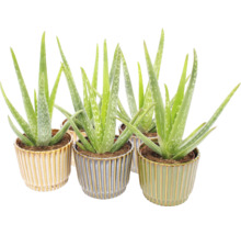 Aloe Vera kamerplanten in decoratieve geribbelde keramieken potten.