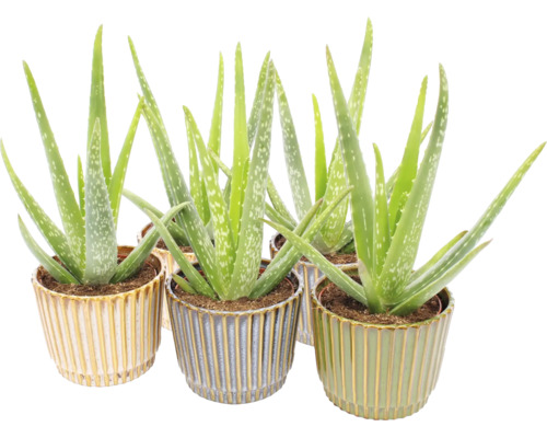 Aloe Vera kamerplanten in decoratieve geribbelde keramieken potten.
