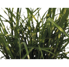 Siergras Prachtriet Zebrinus met lange, smalle bladeren en horizontale lichte strepen.