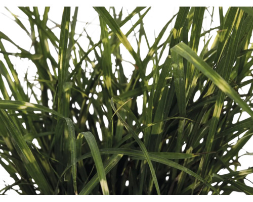 Siergras Prachtriet Zebrinus met lange, smalle bladeren en horizontale lichte strepen.