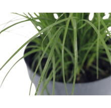 Close-up van groen siergras in een pot