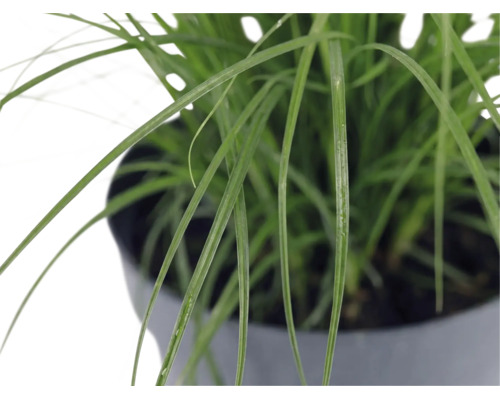 Close-up van groen siergras in een pot