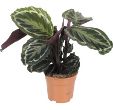 Calathea kamerplant met bladeren met patroon in een kunststof pot