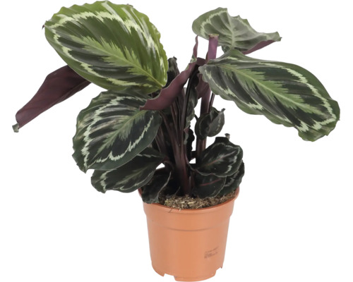 Calathea kamerplant met bladeren met patroon in een kunststof pot