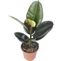 Rubberboom Ficus elastica Robusta in kunststof pot met grote leerachtige bladeren
