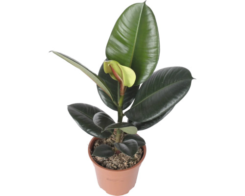Rubberboom Ficus elastica Robusta in kunststof pot met grote leerachtige bladeren