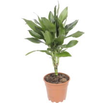 Dracaena fragrans kamerplant in kunststof pot