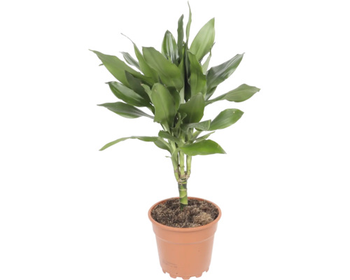Dracaena fragrans kamerplant in kunststof pot