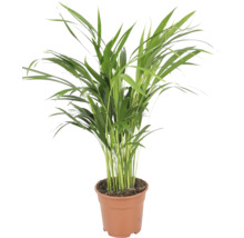 Goudpalm Chrysalidocarpus lutescens als kamerplant in kunststof pot