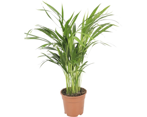 Goudpalm Chrysalidocarpus lutescens als kamerplant in kunststof pot