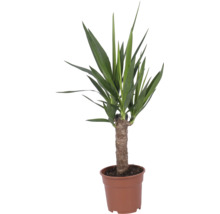 Yucca plant met dikke stam in een kunststof pot