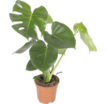 Monstera Deliciosa kamerplant in kunststof pot