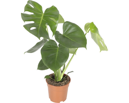Monstera Deliciosa kamerplant in kunststof pot