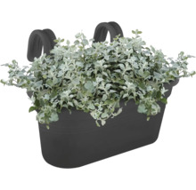 Balkonbak met beugel voor bevestiging aan balustrade beplant met een zilvergroene plant