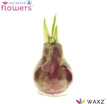 WAXZ was-hyacint als bloembol met groene spruiten op een metalen standaard, heeft geen water nodig.
