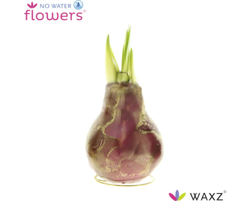 WAXZ was-hyacint als bloembol met groene spruiten op een metalen standaard, heeft geen water nodig.