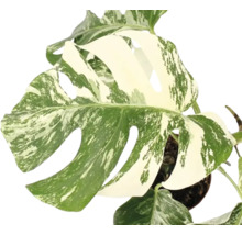 Monstera deliciosa Variegata met karakteristieke bladeren en witbont patroon in een plantenpot