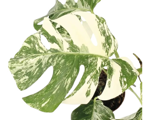 Monstera deliciosa Variegata met karakteristieke bladeren en witbont patroon in een plantenpot