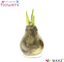 Was Amaryllis bloembol met groene scheuten op een ronde draadstandaard No Water Flowers logo Waxz logo