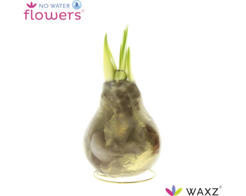 Was Amaryllis bloembol met groene scheuten op een ronde draadstandaard No Water Flowers logo Waxz logo