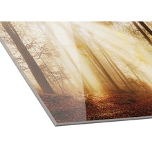 Acrylglasfoto met een bos in de herfst en zonnestralen