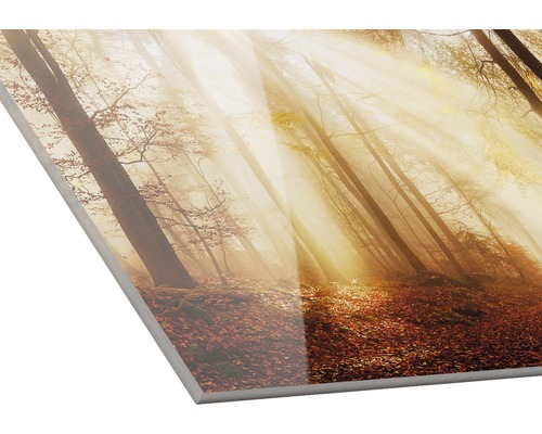 Acrylglasfoto met een bos in de herfst en zonnestralen