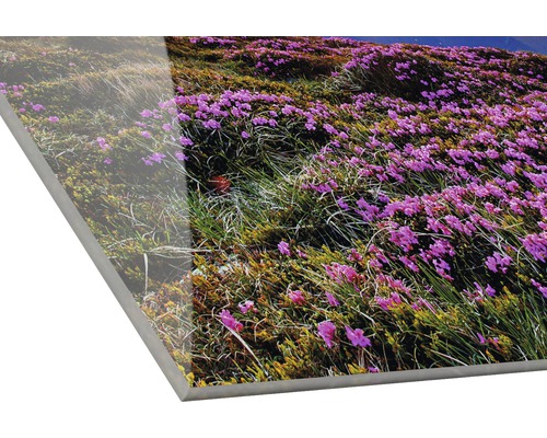 Acrylglasfoto met een weide vol bloemen