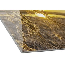 Acrylglasfoto met grassen en zonsopgang
