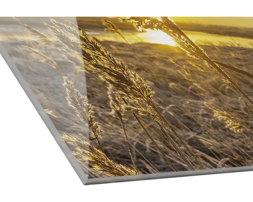 Acrylglasfoto met grassen en zonsopgang