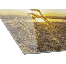 Acrylglasfoto met riet in tegenlicht