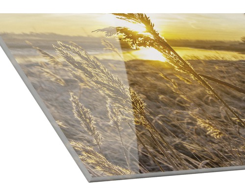 Acrylglasfoto met riet in tegenlicht