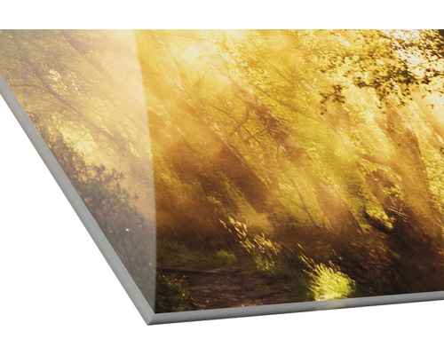 Acrylglas foto met bosmotief en zonneschijn