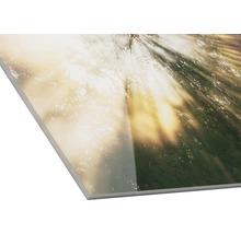 Decoratieve plaat met bosmotief en zonneschijn