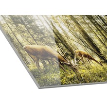 Acrylglasfoto met een hert en een ree in het bos