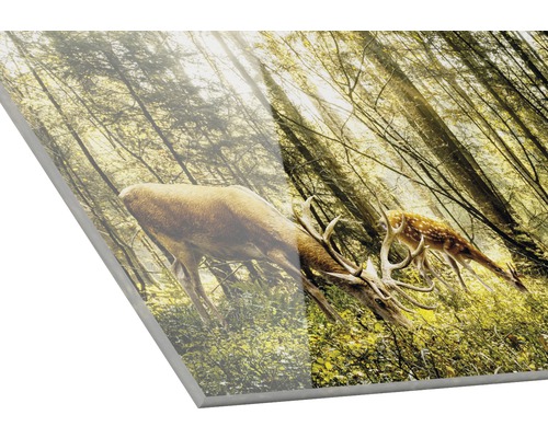 Acrylglasfoto met een hert en een ree in het bos